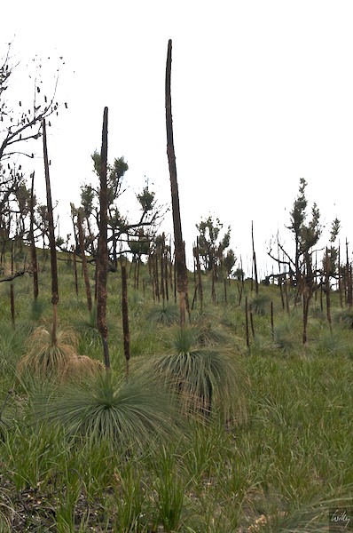 AustraliaEast 10  117-1